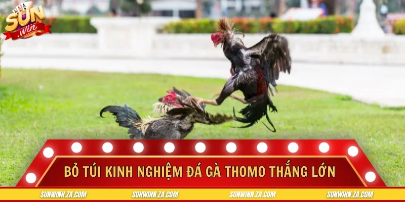 Bỏ túi kinh nghiệm đá gà thomo thắng lớn
